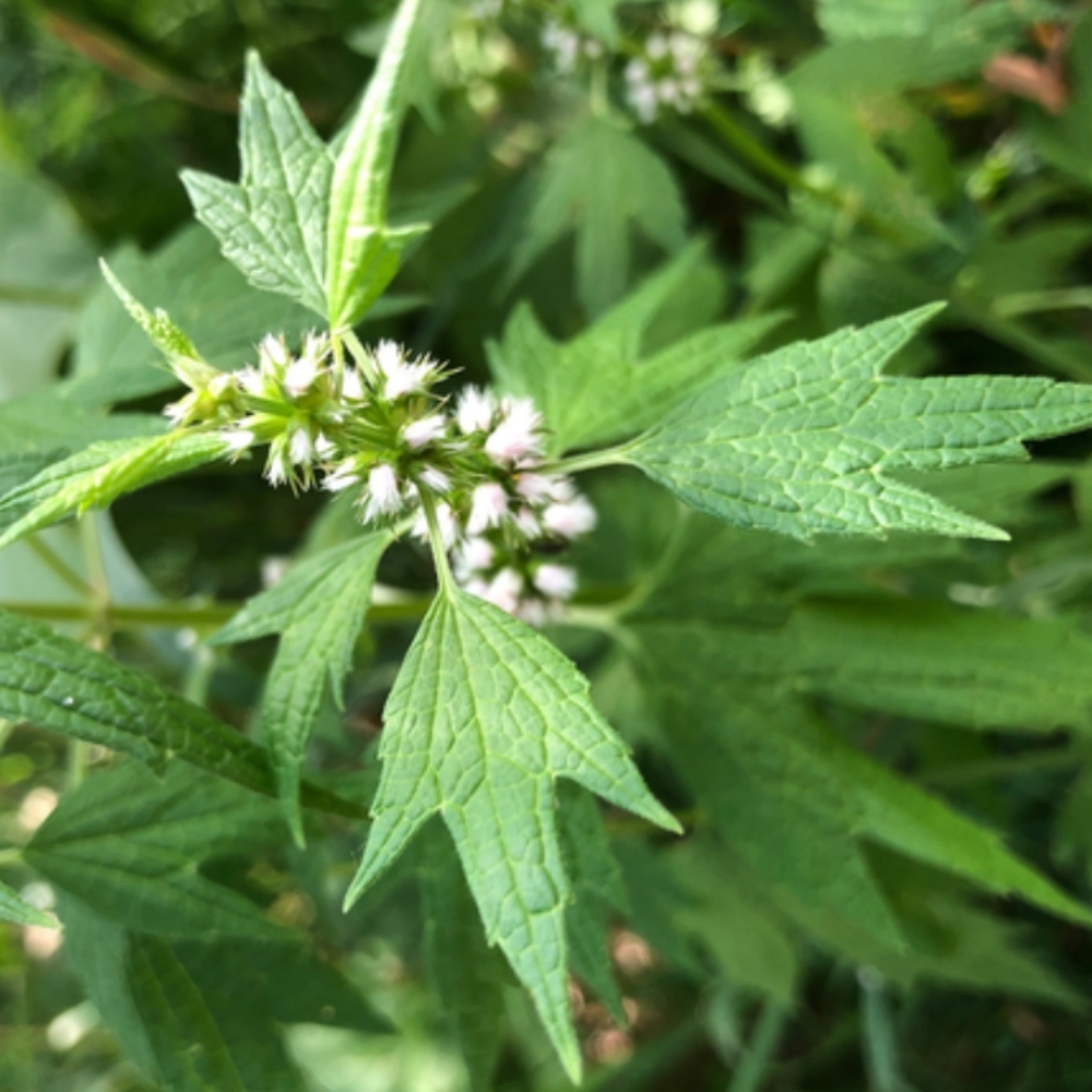 Motherwort Seeds, Herbal Seeds
